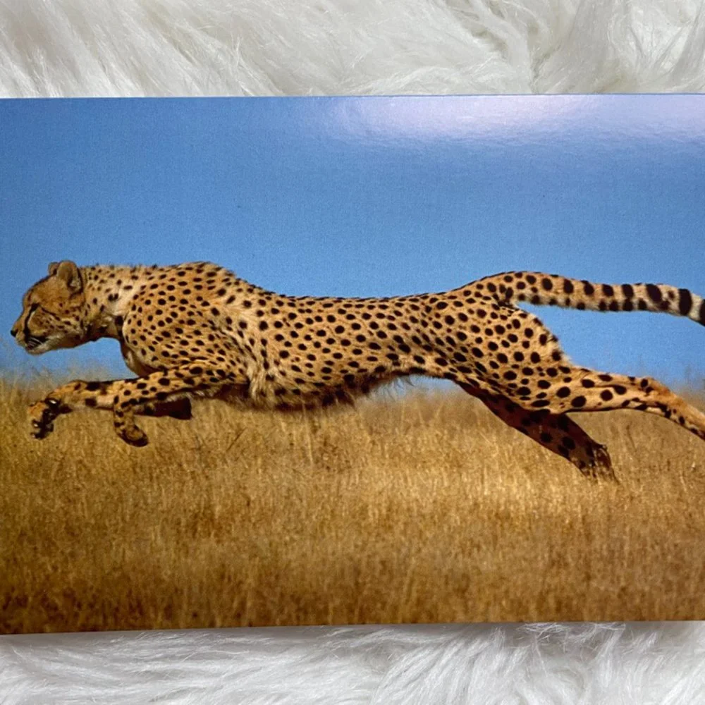20 Assorted Cards Wild Animal blank inside